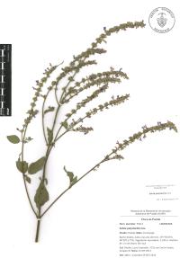 Salvia polystachia image