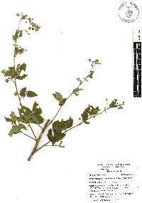 Kearnemalvastrum lacteum image