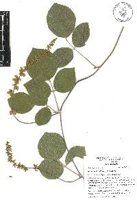 Galactia viridiflora image
