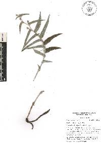 Tradescantia crassifolia image