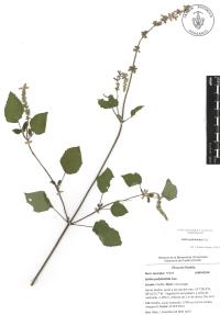 Salvia polystachia image
