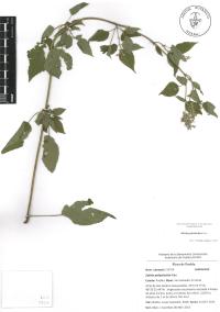 Salvia polystachia image