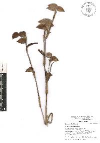 Commelina tuberosa image