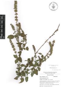 Salvia polystachia image