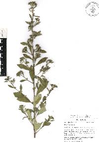 Sida rhombifolia image