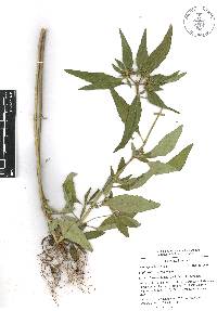 Euphorbia dentata image