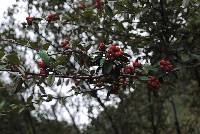 Cotoneaster pannosus image