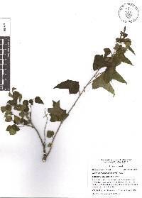 Dalembertia populifolia image