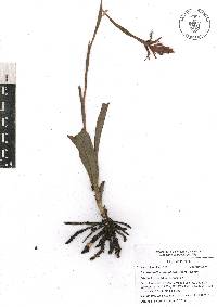 Dichromanthus cinnabarinus image