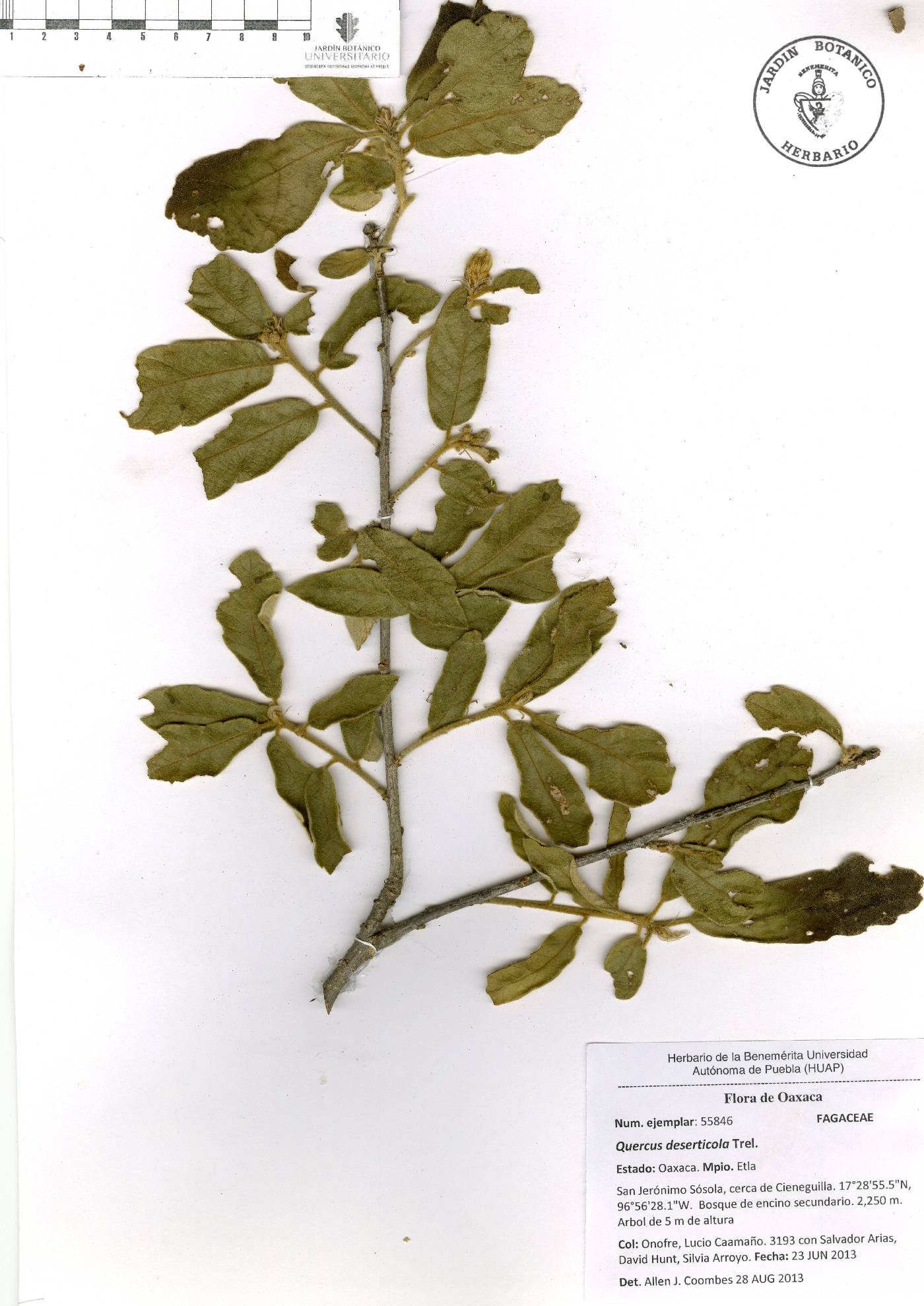 Quercus deserticola image