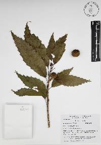 Quercus corrugata image