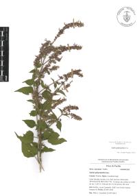 Salvia polystachia image