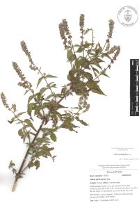 Salvia polystachia image