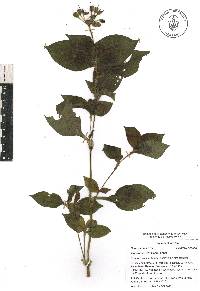 Tinantia erecta image