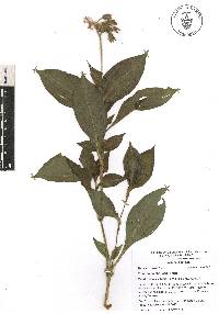 Tinantia erecta image