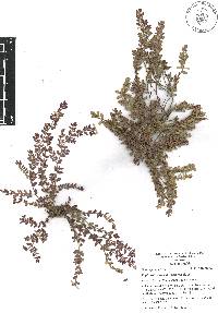 Chamaesyce dioica image