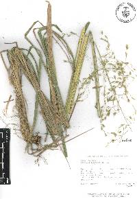 Festuca amplissima image