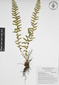 Woodsia mollis image