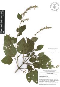 Salvia polystachia image