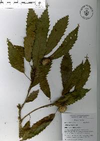 Quercus corrugata image