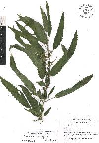 Urtica gracilis image