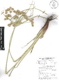 Cyperus entrerianus image