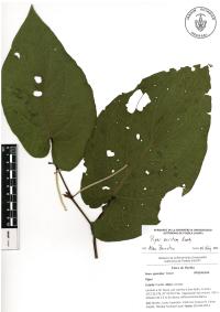 Piper auritum image