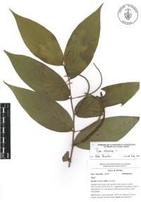 Piper aduncum image