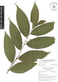Piper aduncum image