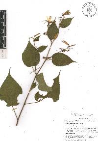 Triumfetta grandiflora image