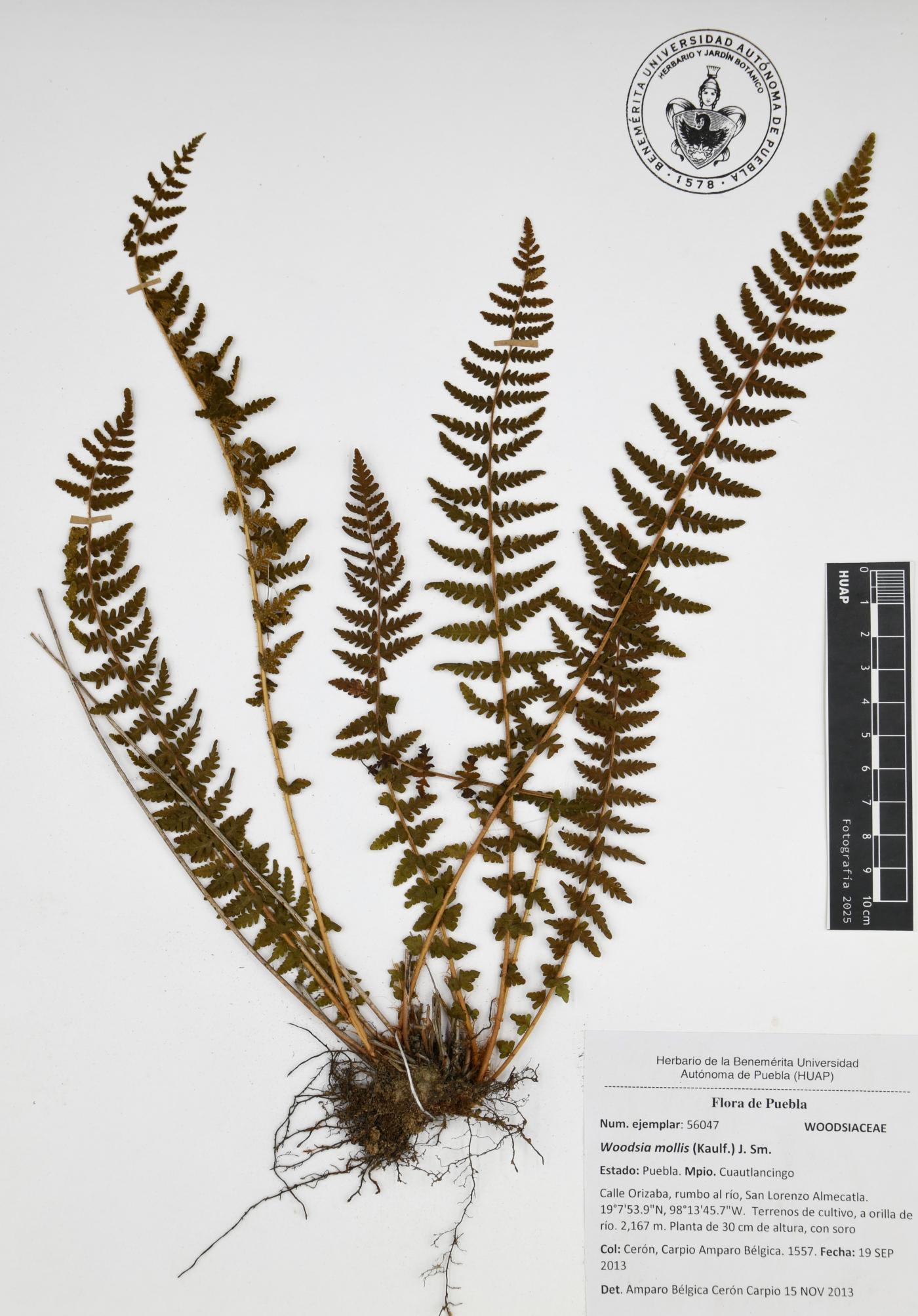 Woodsia mollis image
