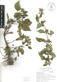 Salvia polystachia image