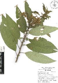 Cestrum thyrsoideum image