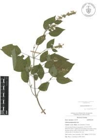 Salvia polystachia image