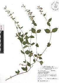 Scutellaria dumetorum image