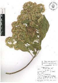 Kyrsteniopsis dibollii image
