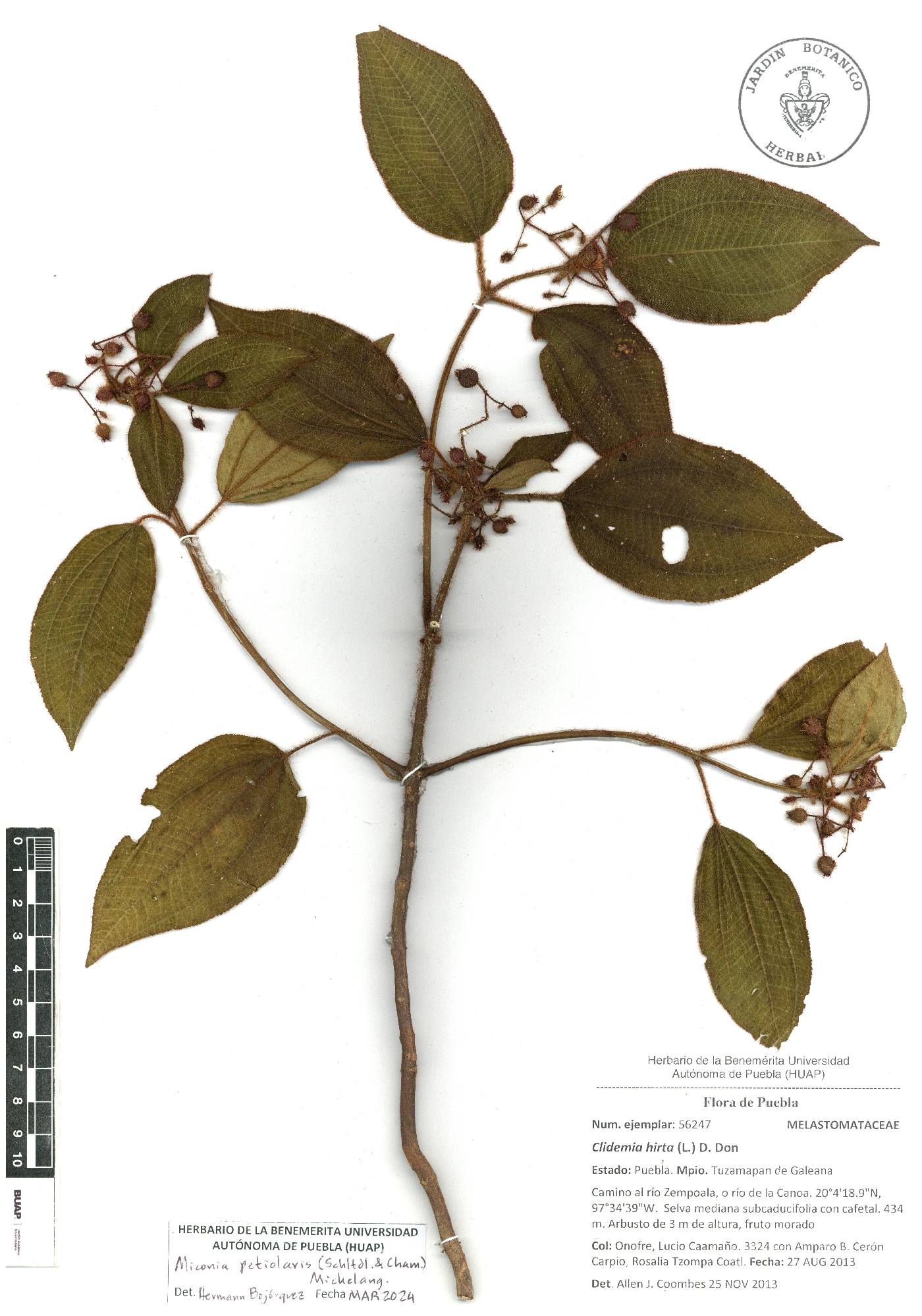 Miconia petiolaris image