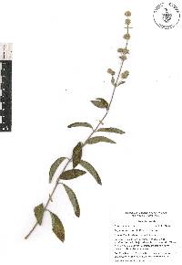 Lippia oaxacana image