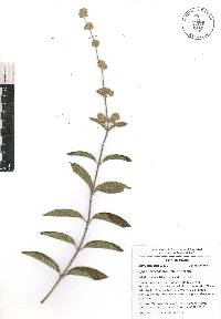 Lippia oaxacana image