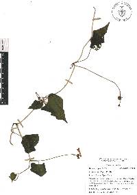 Ipomoea hastigera image