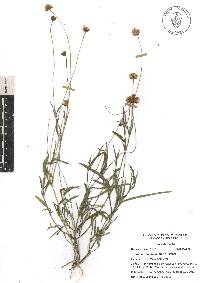 Tridax coronopifolia image