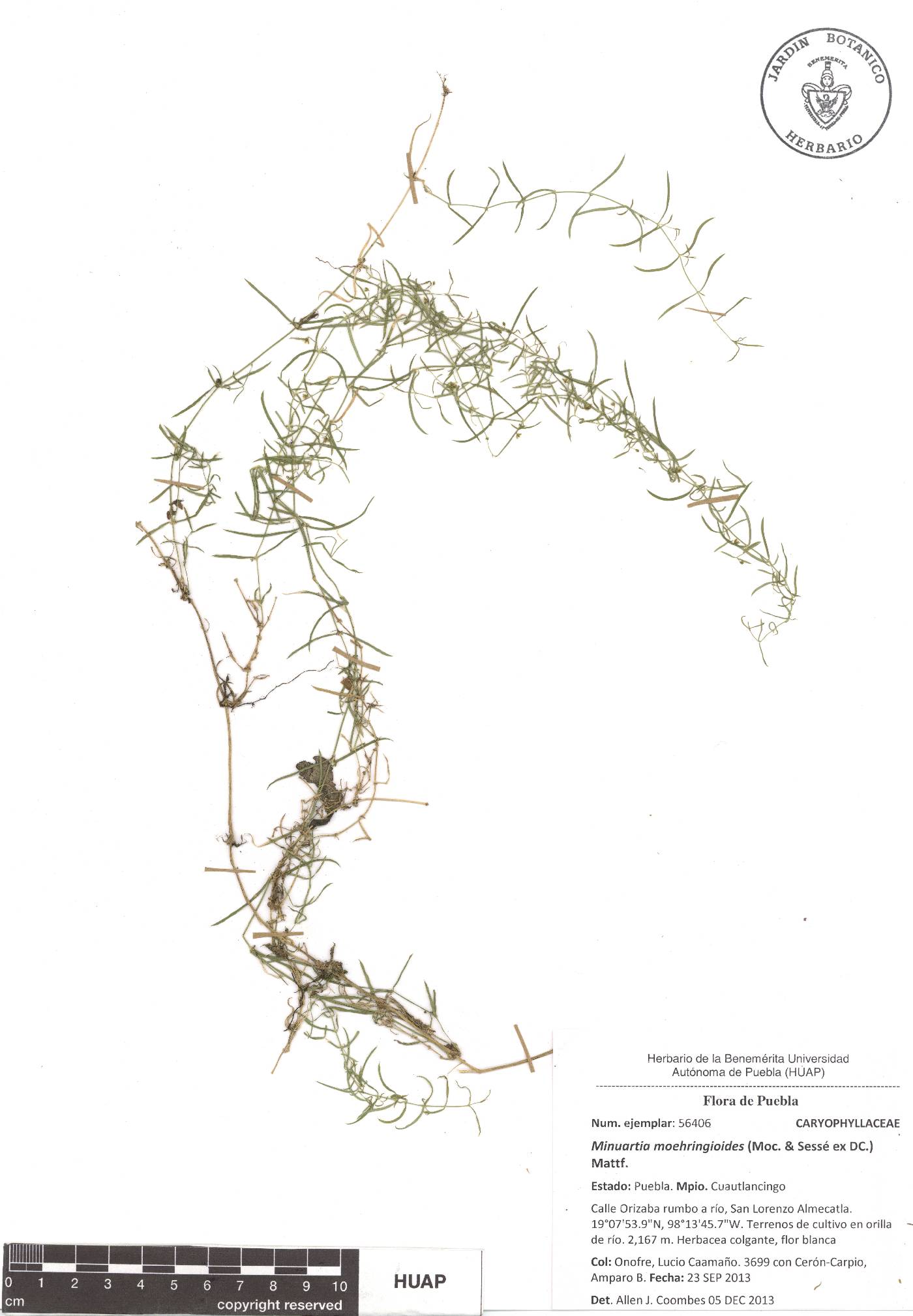 Triplateia image