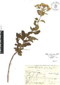 Stevia ovata image