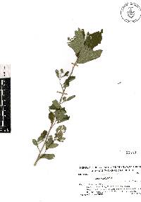 Sida rhombifolia image