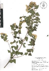 Ageratina espinosarum image