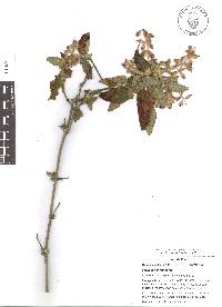 Salvia lasiantha image