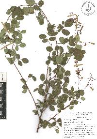 Desmodium orbiculare image