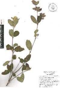 Lippia oaxacana image