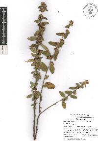 Waltheria indica image