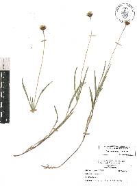 Tridax coronopifolia image